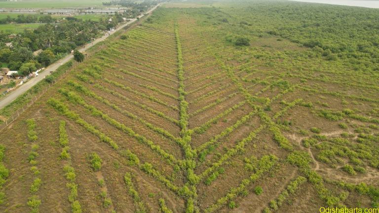 Odisha a leading model in India in Mangrove Conservation and Restoration |