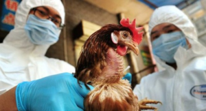 bird_flu