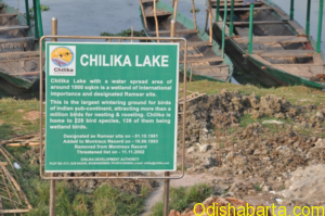 chilka