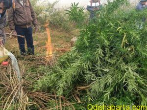 ganja_destroyed