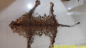 leopard_skin
