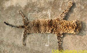 leopard-skin