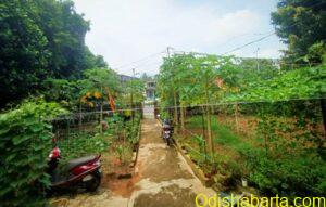 urban_farm