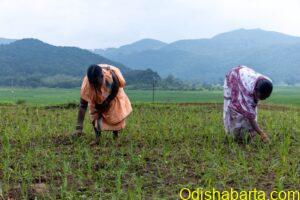 millet farming