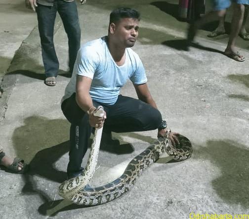 Long 8ft Python Snake Rescued