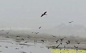 birds