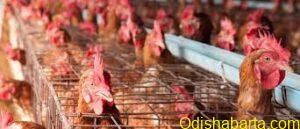 Avoid Eating Chicken