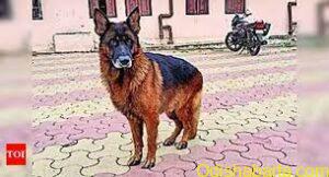 police sniffer dog ‘Storm’ helps to trace out 15 bodies in Wayanad search operation