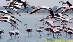 Bhitarkanika 3-Day Bird Census Starts from Aug 30, Tourists Barred During Survey