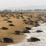 More than fifty endangered Olive Ridley turtles were found dead on Haripur beach in Ganjam(?)