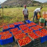Ganjam Tomato Farmers Relieved as ORMAS Intervenes