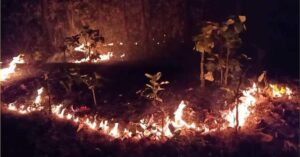 GAJAPATI FIRE-IN JUNGLE