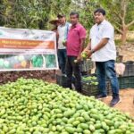 Mango Sell Season 2026 Kicks Off with First Big Market Move from Odisha