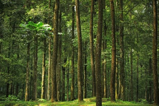 similipal-jungle