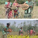 Seeds of Empowerment: Tribal Women Champion Sustainable Millet Farming
