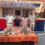 Berhampur Police Arrested Two Poacher ; Leopard Skins, Two Live Bombs and Weapons Seized