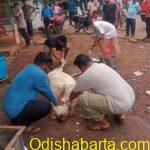 Cow severely injured after hit by an unidentified Vehicle in outskirt Berhampur ,city  timely taken care by    young Scribe  Lalatendu