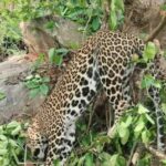 Villagers Spot Leopard Hanging from Tree in Odisha’s Ganjam; Probe Underway, Says RCCF