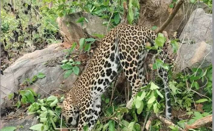 dead-leopard-ganam