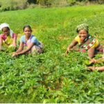 OFSDP-II Rewriting Livelihood Story of Odisha’s Forest Communities