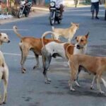 Stray Dog Attacks Raise Public Safety Concerns in Ganjam; Humane Long-Term Solution Urged
