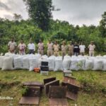 Jodamba police  achieved a major success; 1,500 kg Seized *Cannabis  from Forest